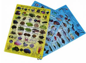 Cove Fish Slates Set 3